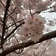 カモミール