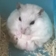 パル