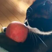 プルーン