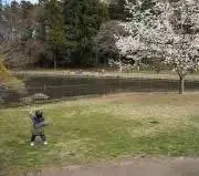 caの画像