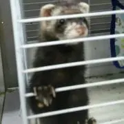 モモママ