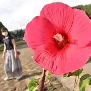 こぴへあの画像