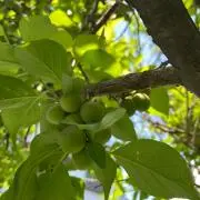 AAの画像