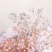 もくの画像