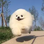 ちぇん
