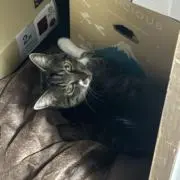 すずの画像