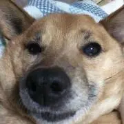 でっちゃい