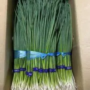 福岡県産 ネギ苗50本 - メルカリ
