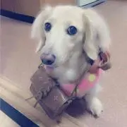 ぷりん