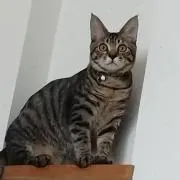 朔太郎の画像