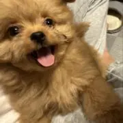 キャスバルの画像