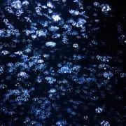 海月