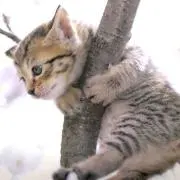 ハイロー