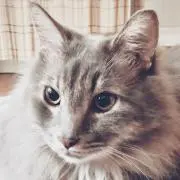 ぬくもりふとんの画像