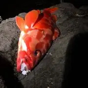 ひでの画像