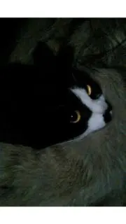 ノラクロワの画像