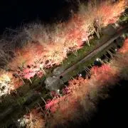 wの画像