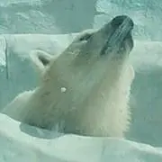 白くま