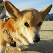 ミクの画像