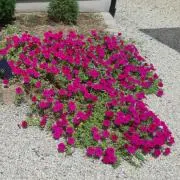 ともの画像
