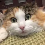 はなはな
