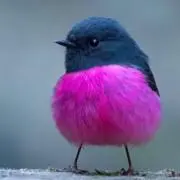 7tok