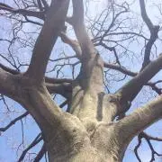 HAREの画像
