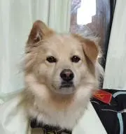 フナ