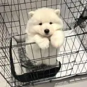 タマゴの画像