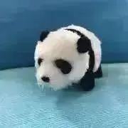Pandakkumaの画像