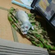 加藤柾樹