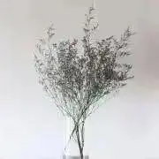 ぽんの画像
