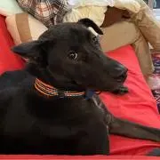 チママの画像