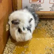 ねこの画像
