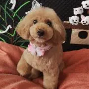 あんりの画像