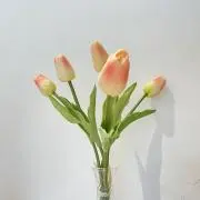 akntの画像