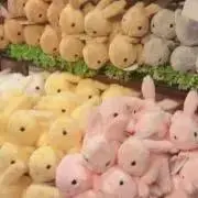まりも