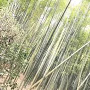 あつの画像