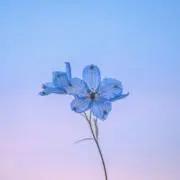 芯美【700人記念sale7/31まで】の画像