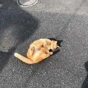 だおーん