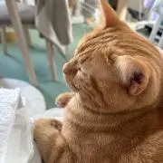 レオの画像
