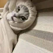 ぴろの画像