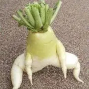 ★しーびーらー★の画像
