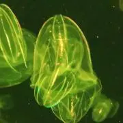 たけを