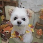 MAHALO