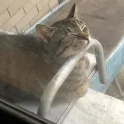 野良猫