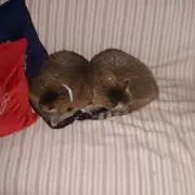 カツミキの画像