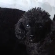 モンロー