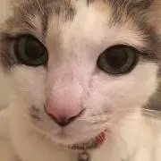 まきっこ