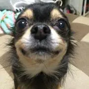 メチ